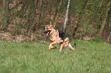 BERGER ALLEMAND 1286